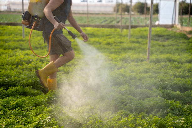 Wasp Removal Services in Hart, MI