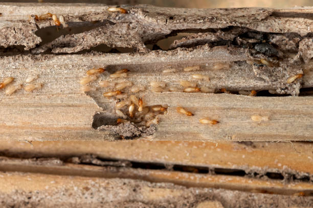 Best Emergency Pest Control  in Hart, MI