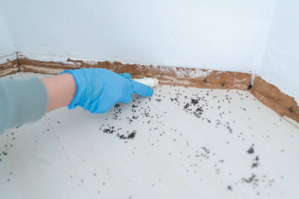 Best Local Pest Control Services  in Hart, MI