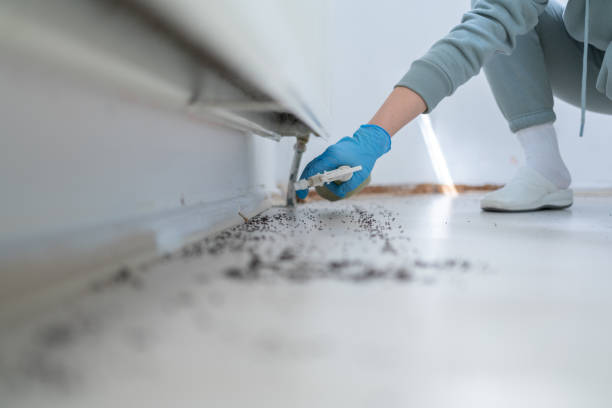 Best Spider Control Near Me  in Hart, MI